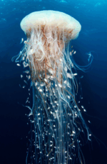 BLANCPAIN Watches World