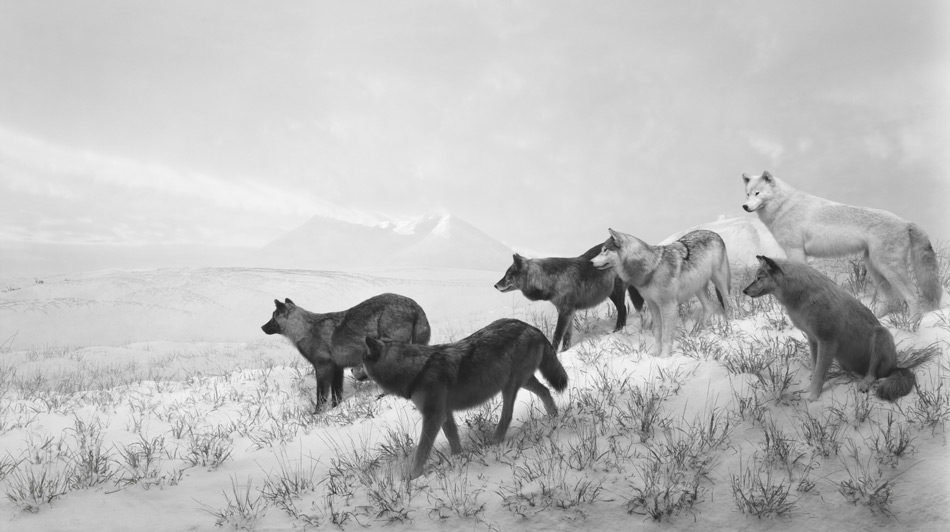 Cartier-ArtContemporain-2016-135_Alaskan-Wolves,-1994