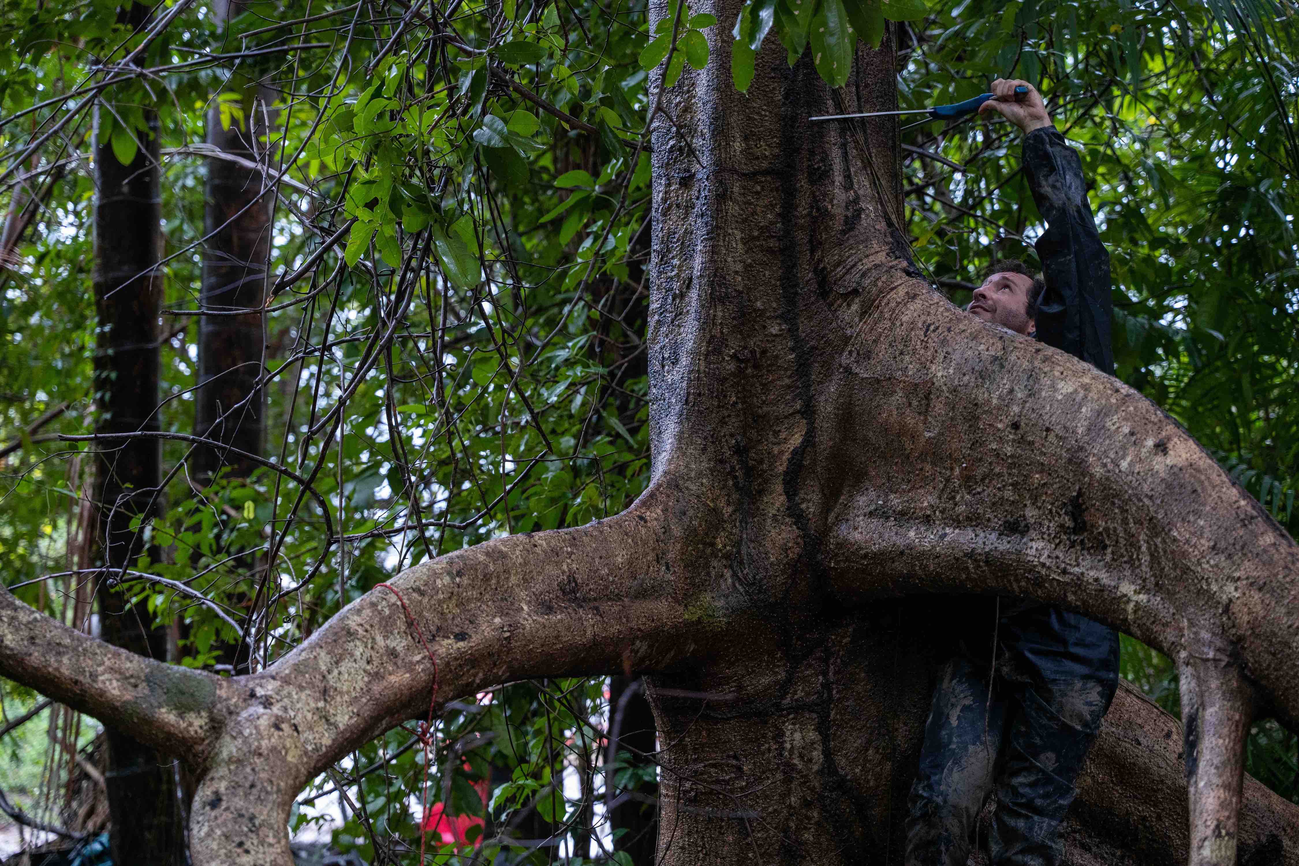 Angelo Bernardino mide el diámetro de un tronco en el Amazonas. 
©Corey Robinson/National Geographic. Rolex Perpetual Planet