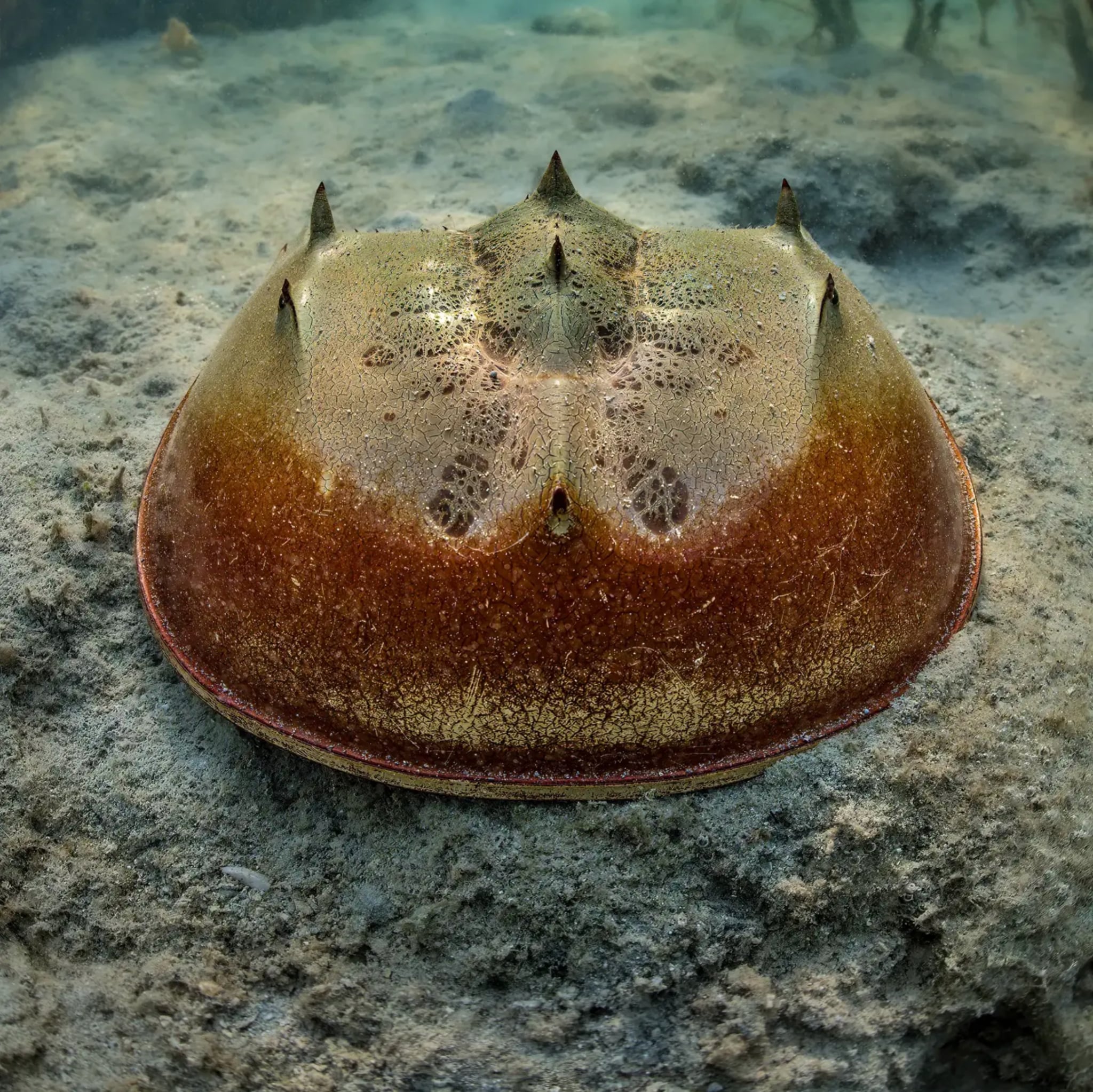 Blancpain Fifty Fathoms Tech BOC IV 45 mm