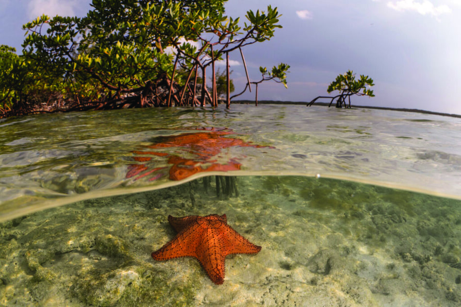 Cristina Mittermeier, Testimonial de Rolex.