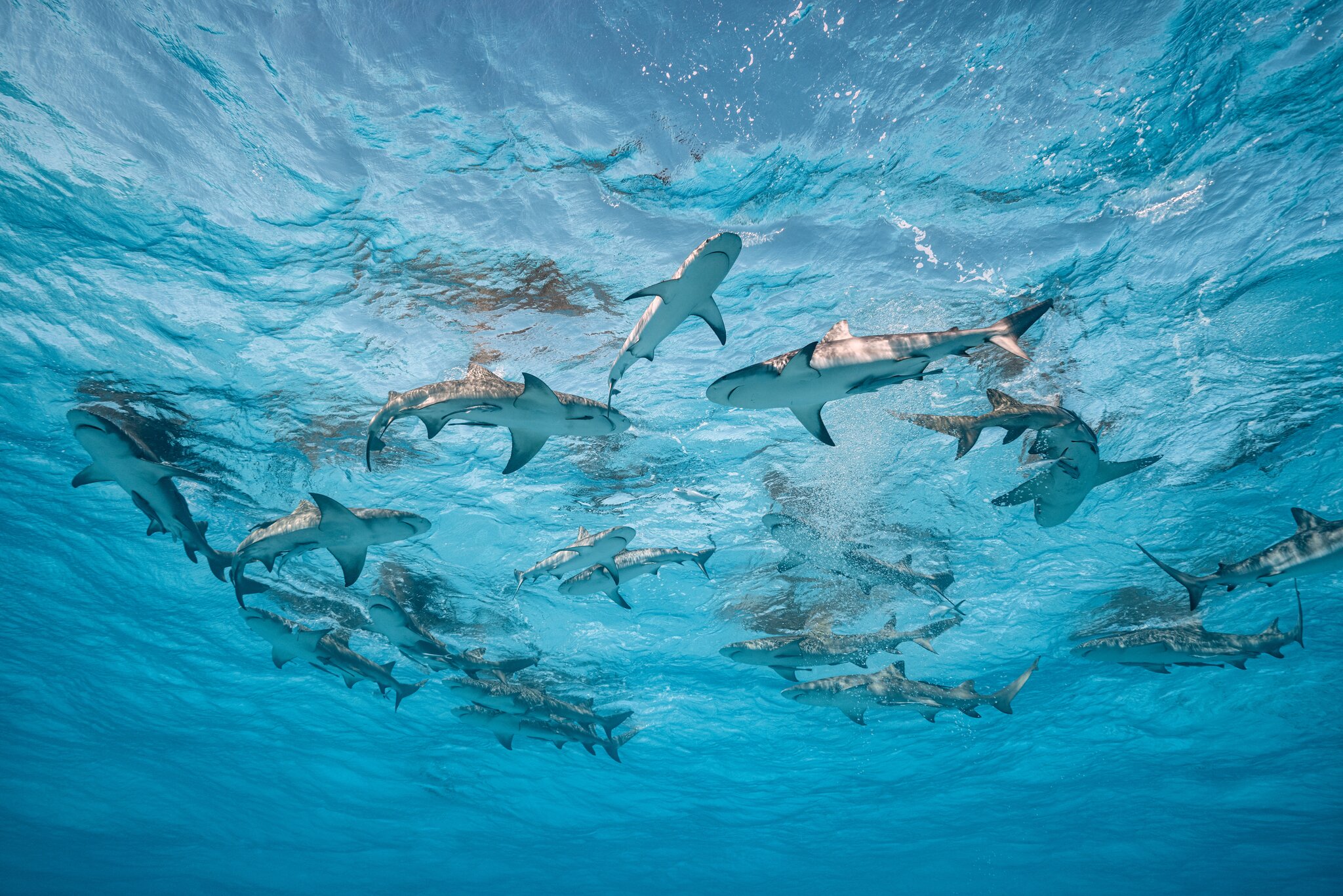 cristinamittermeier19031512038penosharp3 Watches World Cristina Mittermeier Testimonial de Rolex