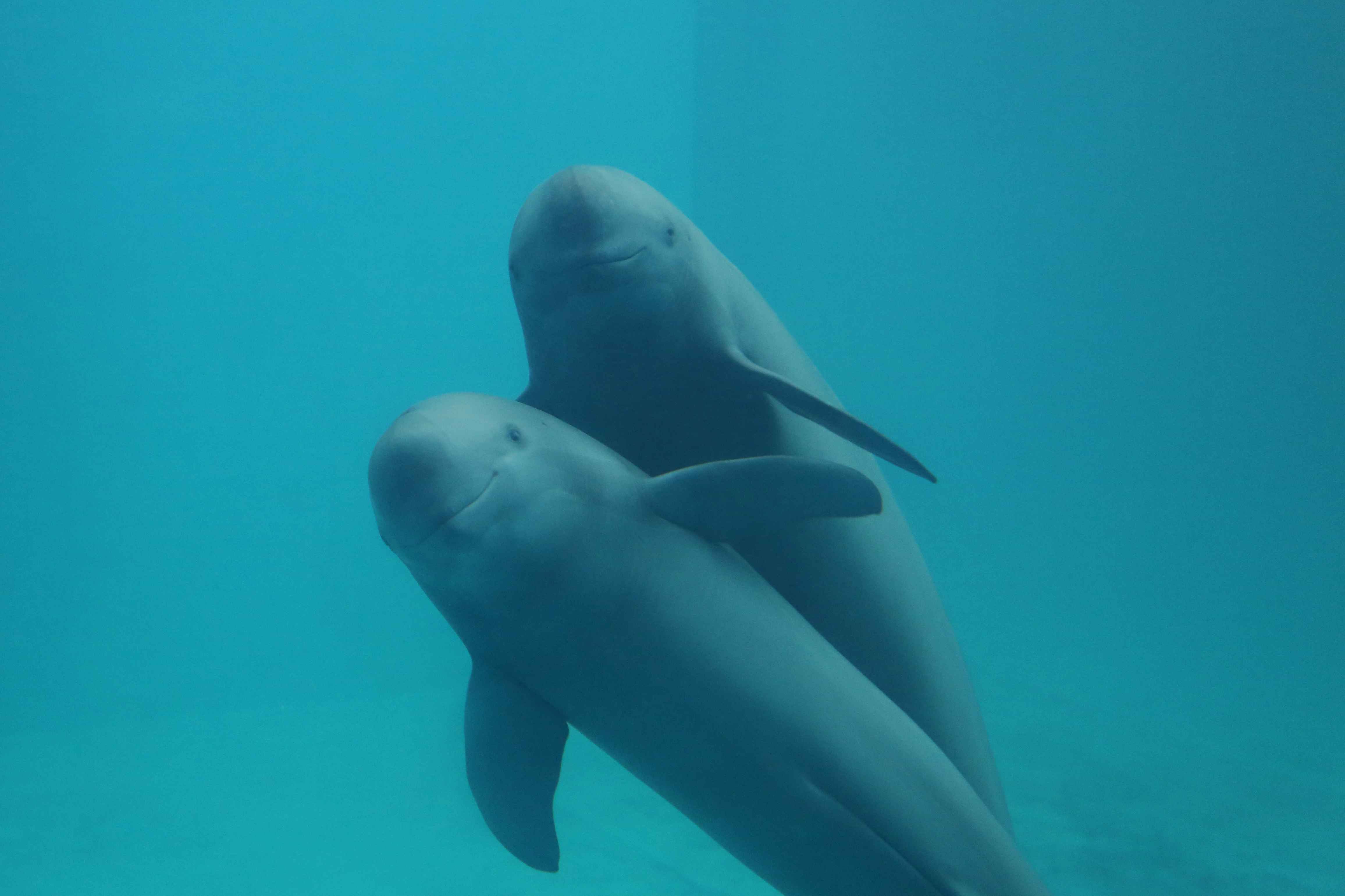 Marsopa sin aletas del Yangtse credito CFF Watches World Marsopa sin aletas del Yangtse credito CFF