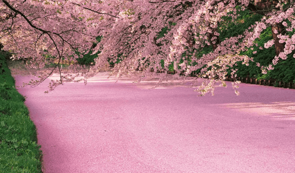 Grand Seiko 62GS Shunbun PETALOS SOBRE EL RIO Watches World Path covered in pink cherry blossom petals with overhanging branches and a green grassy verge on the left