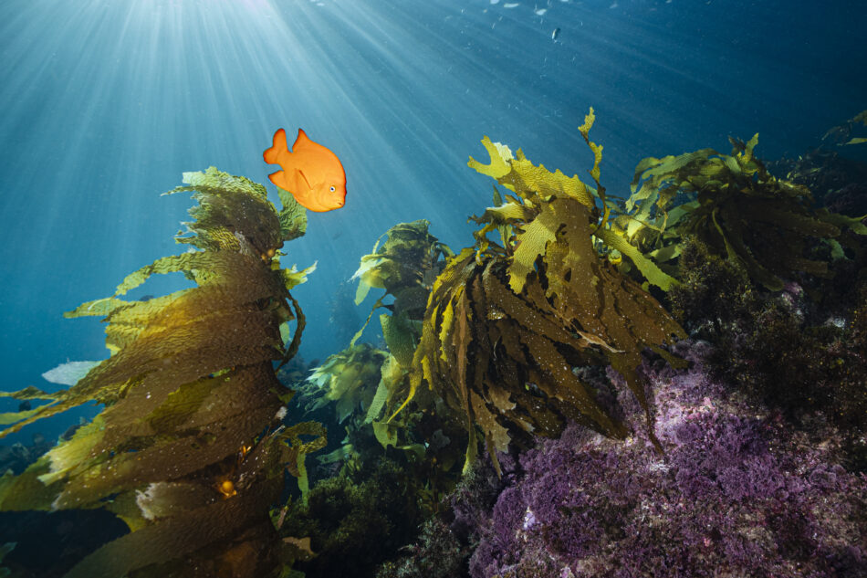 Blancpain Ocean Commitment