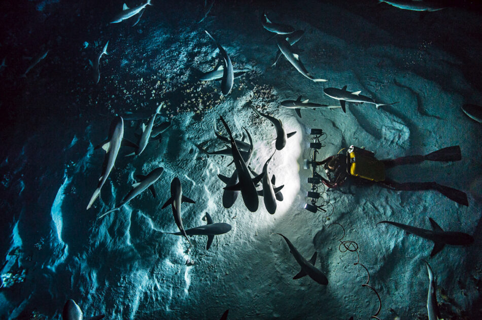BOCPADI Global Shark Ray Census ©Laurent Ballesta Watches World Blancpain Ocean Commitment